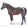 Little Tahoma - Appaloosa