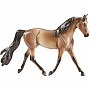 Buckskin Morgan