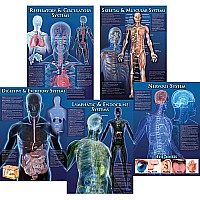 Human Body Facts Bulletin Board