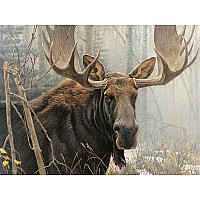 Bull Moose 500pc