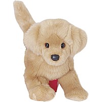 Bella Golden Retriever