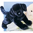 Chester Black Lab