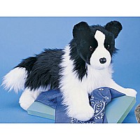 Chase Border Collie