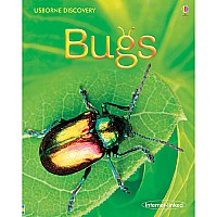 Bugs  Internet Linked
