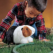 Guinea Pig