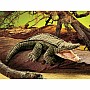 Alligator