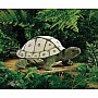 Tortoise