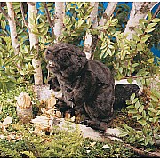 Beaver
