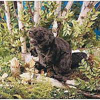 Beaver