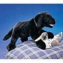Labrador Puppy, Black