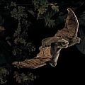Bat, Brown Hand Puppet
