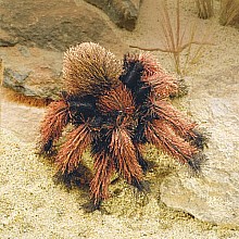Tarantula, Small Hand Puppet