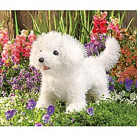 Bichon Frise