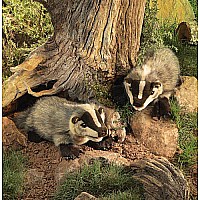 Badger