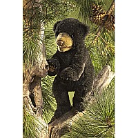 Bear, Black Cub