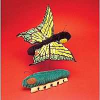 Caterpillar-Butterfly