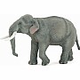 Asian Elephant
