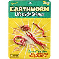 Life CYCLE STAGES  EARTHWORM