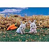 Cottontail Rabbit Twins