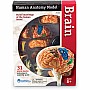 Brain Anatomy Model