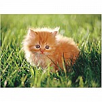 0030 PC Orange Kitten Cardboard Jigsaw