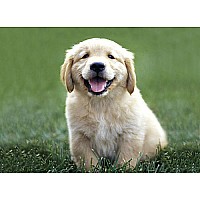 30 pc Golden Retriever Puppy Cardboard Jigsaw