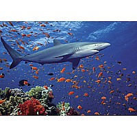 100 pc Shark Cardboard Jigsaw