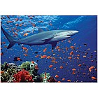 0100 PC Shark Cardboard Jigsaw