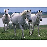 100 pc White Stallions Cardboard Jigsaw