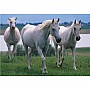 0100 pc White Stallions Cardboard Jigsaw