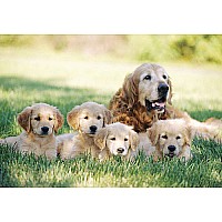 100 pc Golden Retriever w/Puppies Cardboard Jigsaw