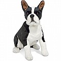 Boston Terrier