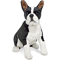Boston Terrier