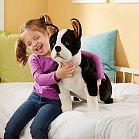 Boston Terrier