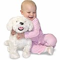 Bichon Frise