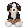 Barkley Bernese