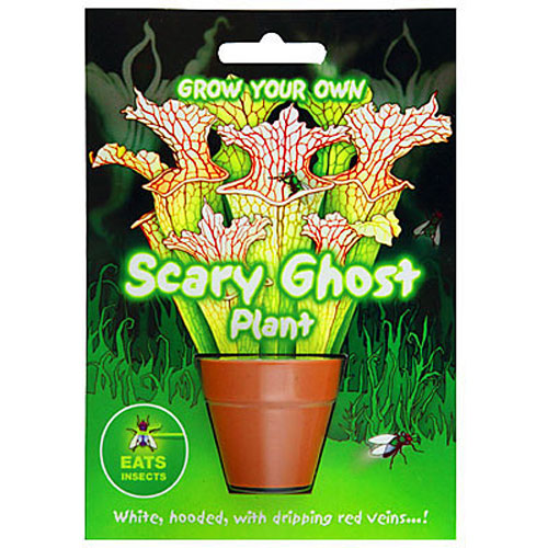 Scary Ghost Plant