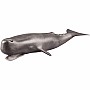 Whale