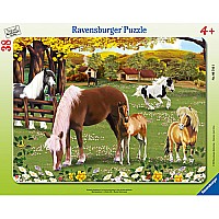 A Pony's Life