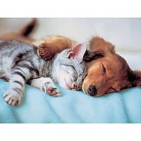 Sweet Dreams