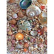 Sea Shells
