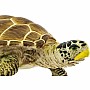 Loggerhead Turtle