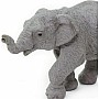 Asian Elephant Baby
