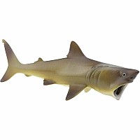 Basking Shark