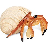 Hermit Crab