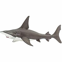 Baby Hammerhead Shark