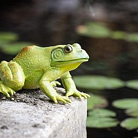 American Bullfrog