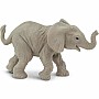 African Elephant Baby