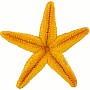 Orange Starfish