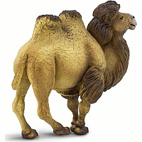 Bactrian Camel